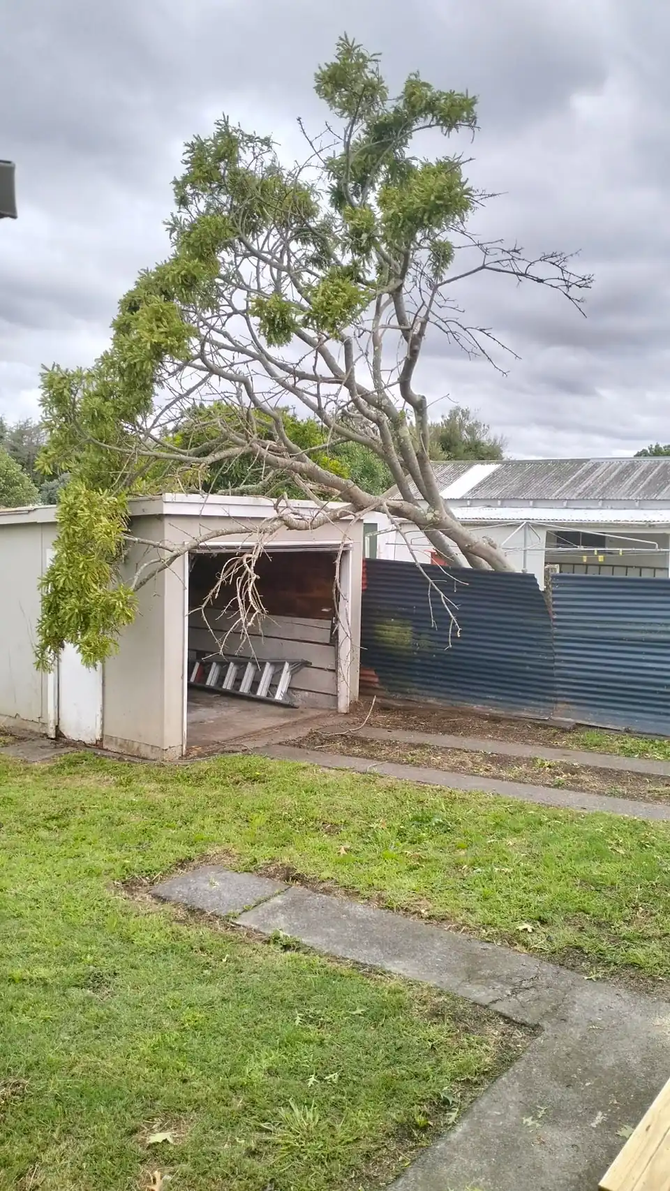A large tree part way through removal, its limbs resting over the roof of a garage